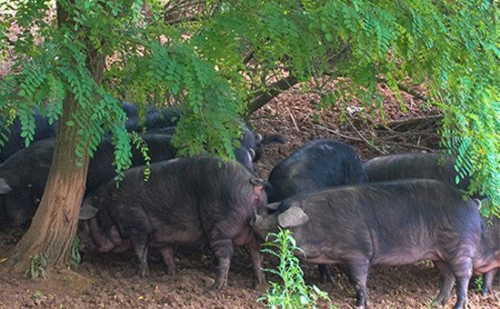 Porcs noirs gascons à l'ombre d'un arbre, en plein air
